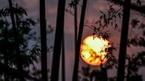 竹映夕阳成画图