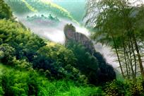 【咬定青山】