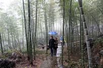 情深深　雨蒙蒙