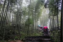 竹海情深