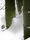 《冰雪浸润》