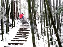 雪中
