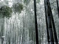 雪中（2）