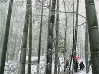 《雪中》3