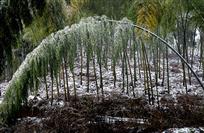 竹林雪韵
