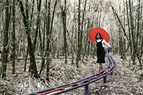 竹林风景线