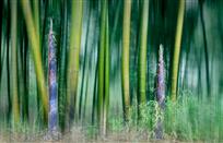 节节高 ——黄庆党  摄