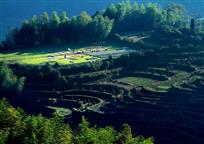 竹林葱葱护梯田，梯田层层孕秋实