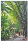 漫步竹林中-拍於福州森林公园周其龙摄