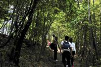 《林间小路》