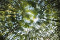 竹林幻影