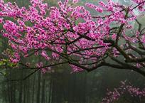竹乡花正艳