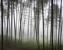 雾漫竹林
