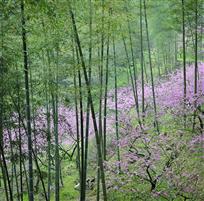 竹林桃花红