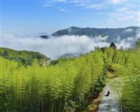 美丽竹海