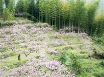 桃竹两相宜