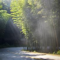 竹林风光