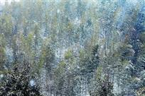 竹林野雪