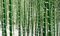 雪中竹林