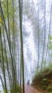 劲竹