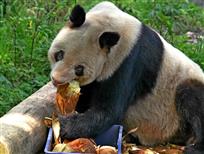 吃竹笋的国宝