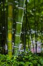 竹之气节