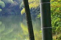 花竹