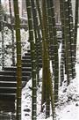 竹海初雪