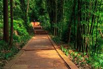 竹荫道