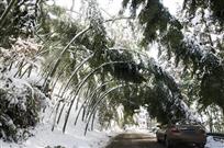 雪年情景