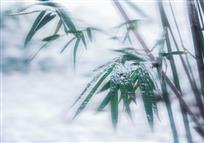 雪中竹韵