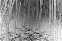 竹林墨韵