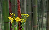 竹与花