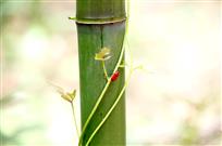 节节高