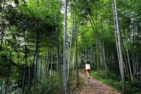 竹林古道