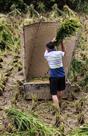 粒粒皆辛苦