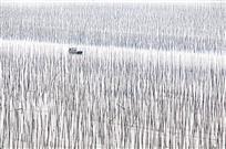 《竹海》