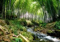 竹林清音