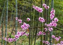 竹林桃花分外艳