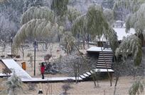 竹林雪韵