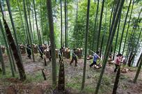 《挑笋出山》