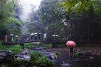 《竹林深处》