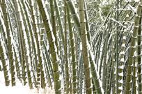 竹园雪韵
