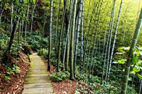 竹林小路