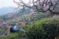 春满茶山