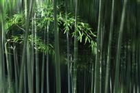 竹林