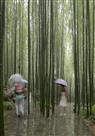 雨中即景