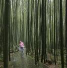 竹野仙踪