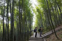 竹林采风