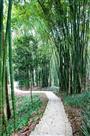 林间小道